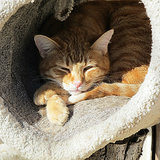 Do You Ever Worry About the Shy Cats at the Shelter? Do You Ever Worry About the Shy Cats at the Shelter?