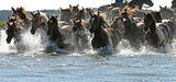 5 Travel Ideas for Animal Lovers 5 Travel Ideas for Animal Lovers