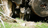 First Litter of Wild Wolf Pups Born in Mexico First Litter of Wild Wolf Pups Born in Mexico