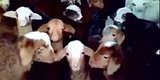 Guy Decides To Talk To Some Baby Goats; Adorableness Ensues Guy Decides To Talk To Some Baby Goats; Adorableness Ensues