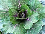 Time to Panic: There May Be a Global Kale Shortage Time to Panic: There May Be a Global Kale Shortage