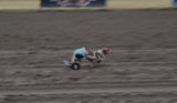 Disabled Dachshund Competes in Wiener Dog Race Disabled Dachshund Competes in Wiener Dog Race