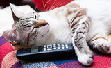 7 Voicemails Only Cats Would Leave You 7 Voicemails Only Cats Would Leave You
