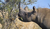 Humans Caused 322 Animal Extinctions in Past 500 Years Humans Caused 322 Animal Extinctions in Past 500 Years