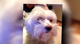A Microchip Sends a Lost Family Dog Home After 7 Years A Microchip Sends a Lost Family Dog Home After 7 Years
