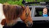 5 Summer Travel Ideas for Animal Lovers 5 Summer Travel Ideas for Animal Lovers