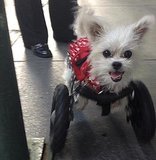 Little Miss Lexi Wheels Around NYC Like a Star Little Miss Lexi Wheels Around NYC Like a Star
