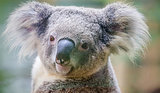 Koala Survives Terrifying Ride Clinging to Car Koala Survives Terrifying Ride Clinging to Car