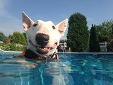 40 Dogs Who Are Having a Way Better Summer Than You (35 photos) 40 Dogs Who Are Having a Way Better Summer Than You (35 photos)