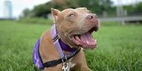 These 16 Dogs Are Heroes. They Are Also Pit Bulls. These 16 Dogs Are Heroes. They Are Also Pit Bulls.