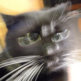 5 Reasons My Cats Would Wind Up in Therapy 5 Reasons My Cats Would Wind Up in Therapy
