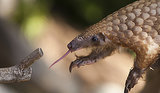 Asians Eating Scaly Anteaters to Extinction: Conservationists Asians Eating Scaly Anteaters to Extinction: Conservationists