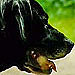 Dog Finds Newborn Baby Abandoned by Side of Road Dog Finds Newborn Baby Abandoned by Side of Road