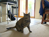 Hero Rescue Cat Detects Fire in Family's Home Hero Rescue Cat Detects Fire in Family's Home