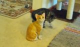 Kitten Has Epic Battle With Ceramic Cat Figurine Kitten Has Epic Battle With Ceramic Cat Figurine