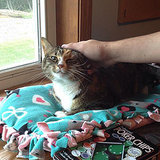 5 Ways Our Two Kids Bond With Our Three Cats 5 Ways Our Two Kids Bond With Our Three Cats