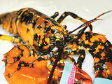 Man Finds Rare Calico Lobster, Gives It to New Hampshire Aquarium (PHOTOS) Man Finds Rare Calico Lobster, Gives It to New Hampshire Aquarium (PHOTOS)