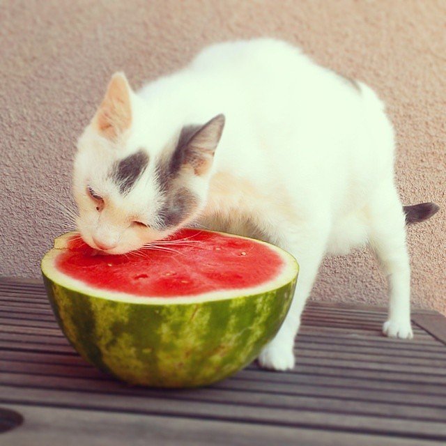 Pictures of Cats at the Table POPSUGAR Pets