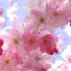 pinupgirl76 pinupgirl76
