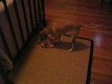 Bodhi the vicious killer!