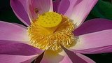 Bee & Lotus