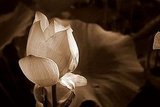 sepia tone lovin'