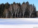 Winter White Birch