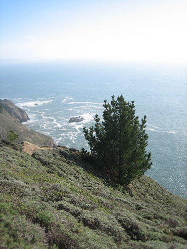 Christmas by the Pacific