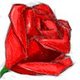 IrishRose1964 IrishRose1964