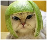 Funny Pic of the Day - They meowed me to put this on for the football game...