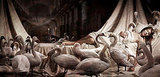 Sleeping Swan Princess