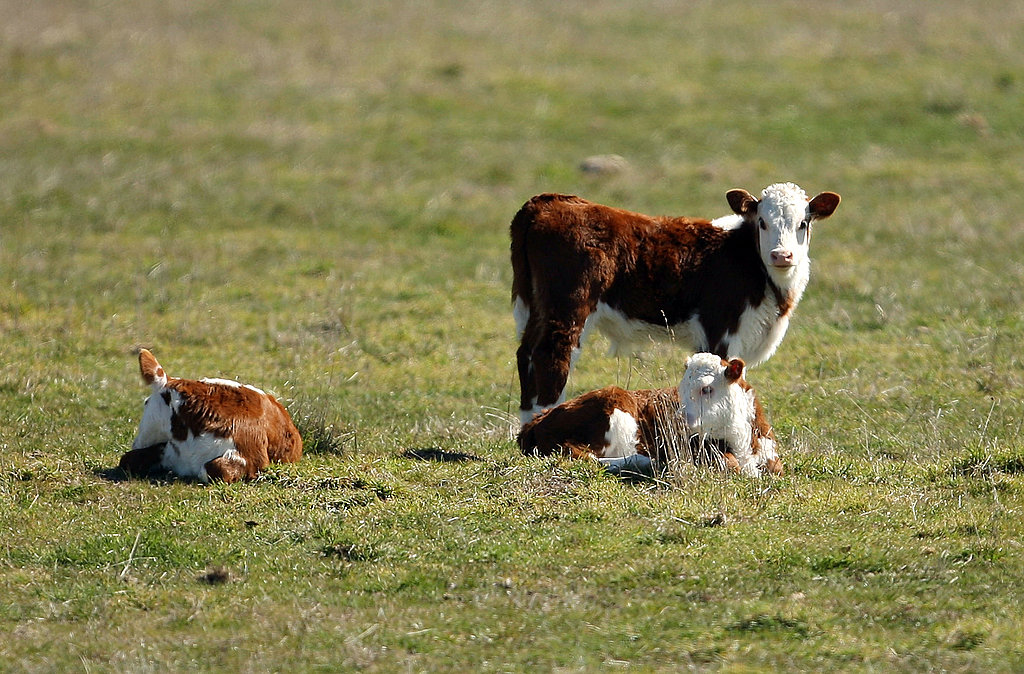 Pasture Raised Veal Gaining Popularity Pasture Raised Veal Gaining Popularity