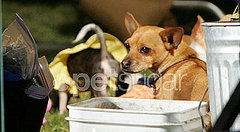 Cuteness Continues on the Set of Beverly Hills Chihuahua 2