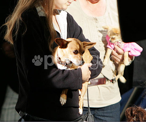 Behind-the-Scenes of Beverly Hills Chihuahua 2 Behind-the-Scenes of Beverly Hills Chihuahua 2