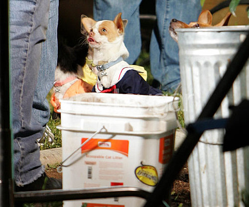 Behind-the-Scenes of Beverly Hills Chihuahua 2 Behind-the-Scenes of Beverly Hills Chihuahua 2