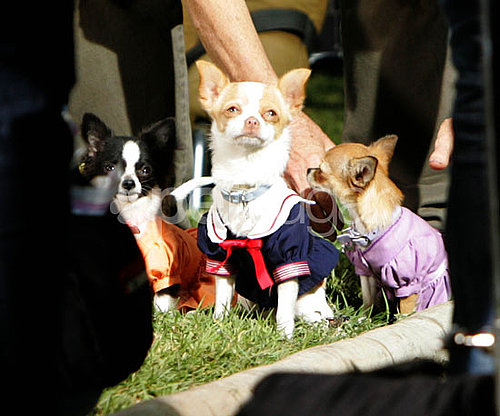 Behind-the-Scenes of Beverly Hills Chihuahua 2 Behind-the-Scenes of Beverly Hills Chihuahua 2