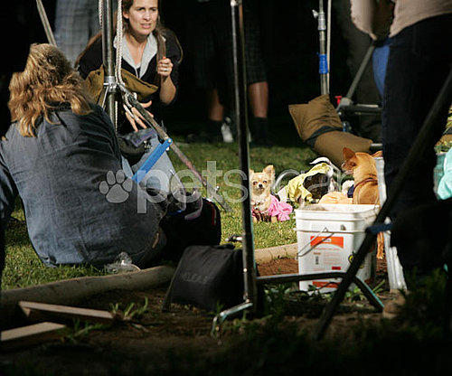 Behind-the-Scenes of Beverly Hills Chihuahua 2 Behind-the-Scenes of Beverly Hills Chihuahua 2