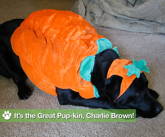 10 Lil Pup-kins in Costume 10 Lil Pup-kins in Costume