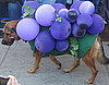 Homemade Howl-oween: A Grape Costume Idea!