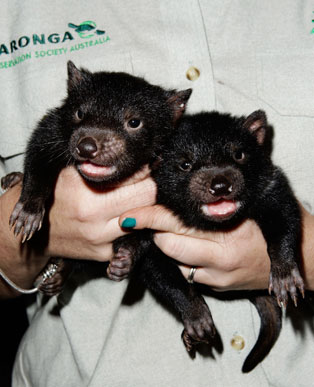 Tasmanian Devil Babies! Tasmanian Devil Babies!