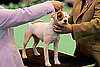 What Do You Know About Jack Russell Terriers?