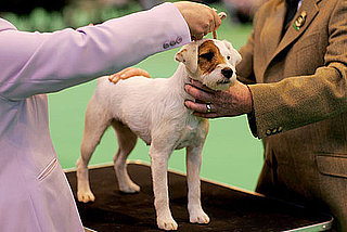 What Do You Know About Jack Russell Terriers?