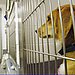 Myth: Shelter Dogs Are There For a Good Reason.