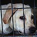 Myth: Dogs Who Have Been Mistreated Are Spoiled Forever.