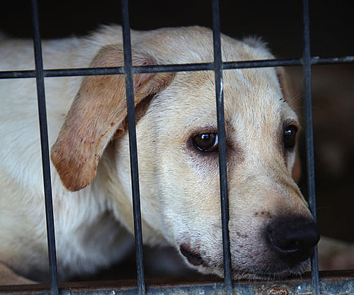 Myth: Dogs Who Have Been Mistreated Are Spoiled Forever. Myth: Dogs Who Have Been Mistreated Are Spoiled Forever.