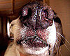  Does Your Nose Know These Facts About Wet Doggie Snouts?