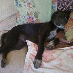 Ask Casa: Decorating With a Puppy in Mind Ask Casa: Decorating With a Puppy in Mind