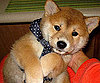 Pet Pic of the Day: Rocco's a Bundle of Joy