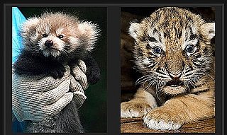 Play Our Baby Animal Faceoff For a Chance to Win Big Bucks!