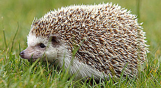 Adorable Hedgies Just May Rub Off on You: In the LINK of an Eye!